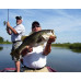 Trophy Bass Fishing Experience