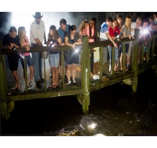 Gatorland Night Shine