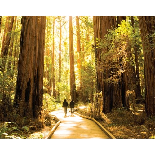 Muir Woods & Sausalito 5 Hour Tour